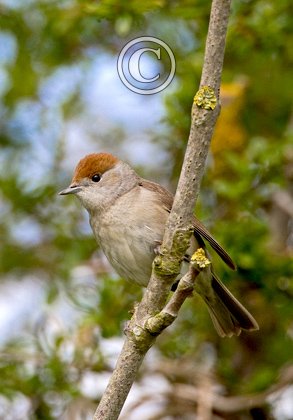Female Blackcap DM0176